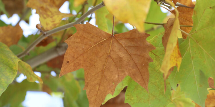 Vdes një person në Kosovë - KOHA.net