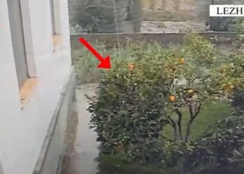 Vjedhësi i bizhuterive në një apartament dhe shitësi në argjendari, arrestohet në Shkodër. Pronari i objekteve me vlerë nën hetim.