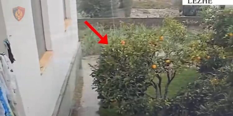 Vjedhësi i bizhuterive në një apartament dhe shitësi në argjendari, arrestohet në Shkodër. Pronari i objekteve me vlerë nën hetim.