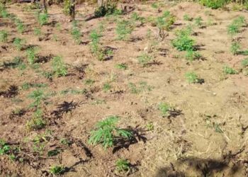 Zbulohet një plantacion marihuane në afërsi të kufirit greko-shqiptar, fidanët sekuestrohen.