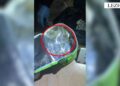 43-vjeçari në Lezhë arrestohet pasi tentoi të ikte nga policia me biçikletë dhe hodhi çantën me kanabis në lumë