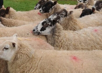 AUV-i riatdheson 485 dele dhe 25 qengj në Shqipëri, që ishin futur ilegalisht në Kosovë.