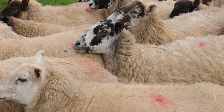 AUV-i riatdheson 485 dele dhe 25 qengj në Shqipëri, që ishin futur ilegalisht në Kosovë.