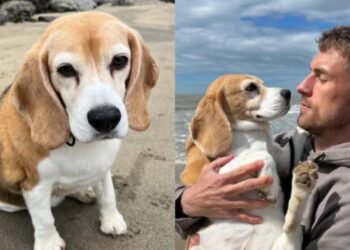 Aron Ramsei vendos të përfundojë menjëherë kontratën në Meksikë pasi i "zhdukën" qenin e tij!