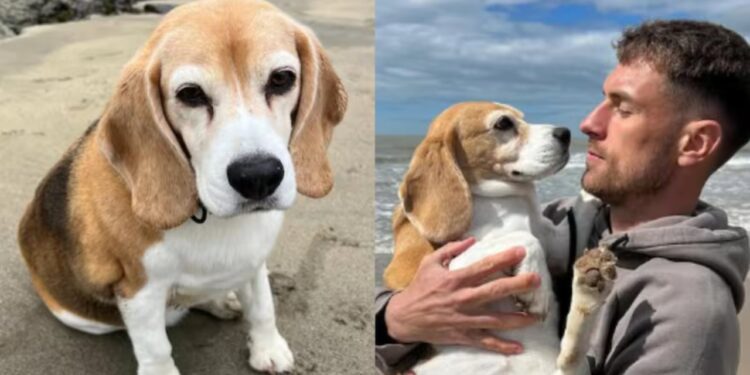 Aron Ramsei vendos të përfundojë menjëherë kontratën në Meksikë pasi i "zhdukën" qenin e tij!