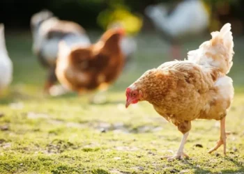 Kosova ndalon importin e shpezëve, përfshirë nga Hungaria