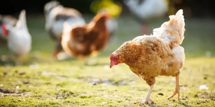 Kosova ndalon importin e shpezëve, përfshirë nga Hungaria