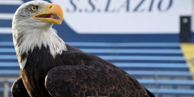 Lazio ‘rikthen fluturimin’, prezantohet shqiponja e re bardhë dhe kaltër…
