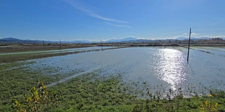 Mot i keq në Fier, 80 hektarë tokë bujqësore të përmbytura, banorët kërkojnë ndihmën e bashkisë