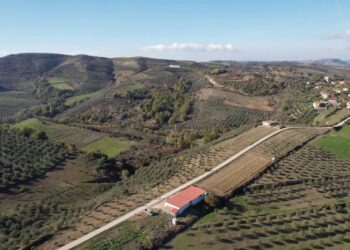 Në Lushnjë, rritja e fitimeve nga ulliri, fermerët kalojnë nga drithërat në ullishte, por ankohem për mungesë punëtorësh.