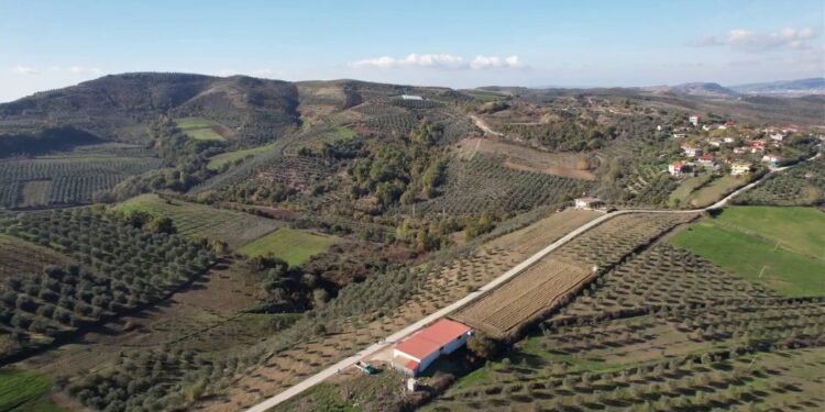 Në Lushnjë, rritja e fitimeve nga ulliri, fermerët kalojnë nga drithërat në ullishte, por ankohem për mungesë punëtorësh.