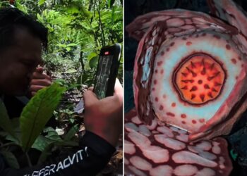 Një shkencëtar zbulohet se gjen një nga bimët më të rralla në botë në Sumatra, duke e emocionuar atë deri në lot.