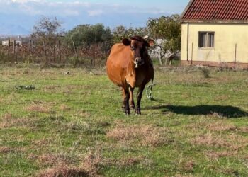 Numri i kafshëve të egra në Malësinë e Madhe rritet, banorët ankohen për dëme në bagëti.
