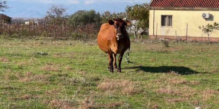 Numri i kafshëve të egra në Malësinë e Madhe rritet, banorët ankohen për dëme në bagëti.