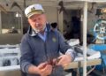 Numri i ‘peshkut luan’ në Gjirin e Vlorës po rritet, duke paraqitur rrezik për pushuesit dhe jetën e detit.