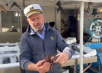 Numri i ‘peshkut luan’ në Gjirin e Vlorës po rritet, duke paraqitur rrezik për pushuesit dhe jetën e detit.