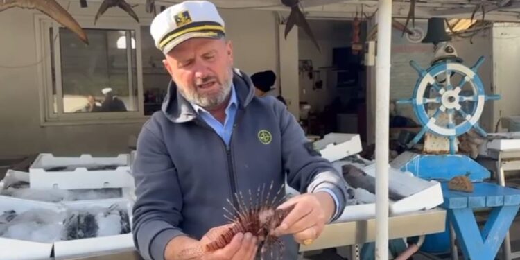 Numri i ‘peshkut luan’ në Gjirin e Vlorës po rritet, duke paraqitur rrezik për pushuesit dhe jetën e detit.