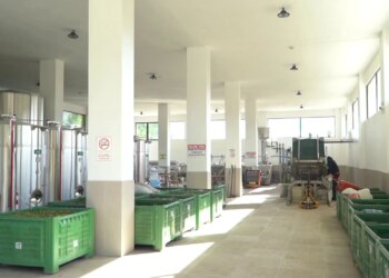 Përdorimi i pesticideve ndikon në eksport, kultivuesit e ullirit në shqetësim për situatën e fundit.