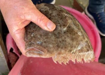 Peshq të pazakontë në Vlorë: Peshkatarët tregojnë se ndryshimet janë pasojë e ngrohjes së detit.