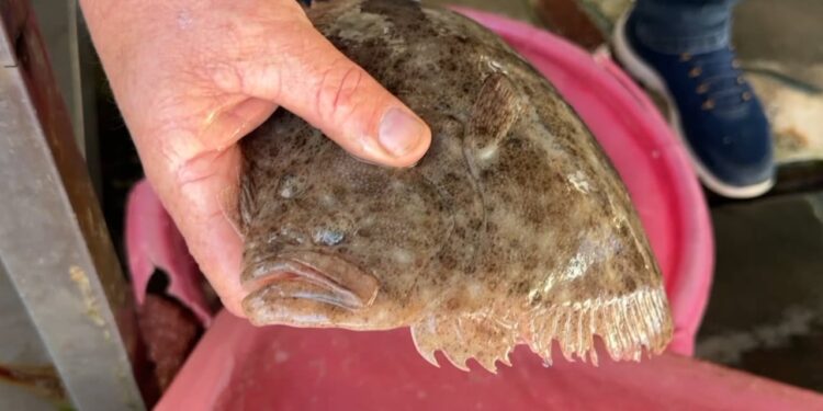 Peshq të pazakontë në Vlorë: Peshkatarët tregojnë se ndryshimet janë pasojë e ngrohjes së detit.