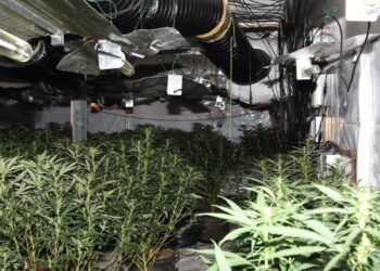 Policia britanike sekuestroi 230 rrënjë kanabis nga katër shqiptarë.