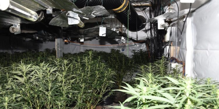 Policia britanike sekuestroi 230 rrënjë kanabis nga katër shqiptarë.