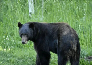Policia njofton se arinjtë janë larguar nga fshati Bellobrad në Dragash.
