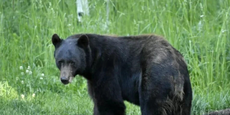 Policia njofton se arinjtë janë larguar nga fshati Bellobrad në Dragash.