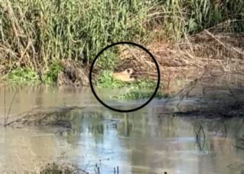 Qeni i bllokuar në lumin Vjosa, kërkohet ndihma e mjetit lundrues për shpëtimin e tij