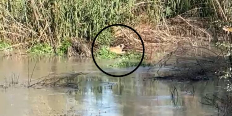 Qeni i bllokuar në lumin Vjosa, kërkohet ndihma e mjetit lundrues për shpëtimin e tij