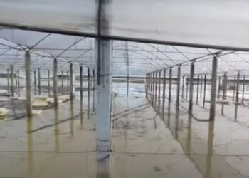 Semani nuk fal as Fierin: Alarm në Zharrëz, përmbytjet shkatërrojnë dhjetëra hektarë me grurë.