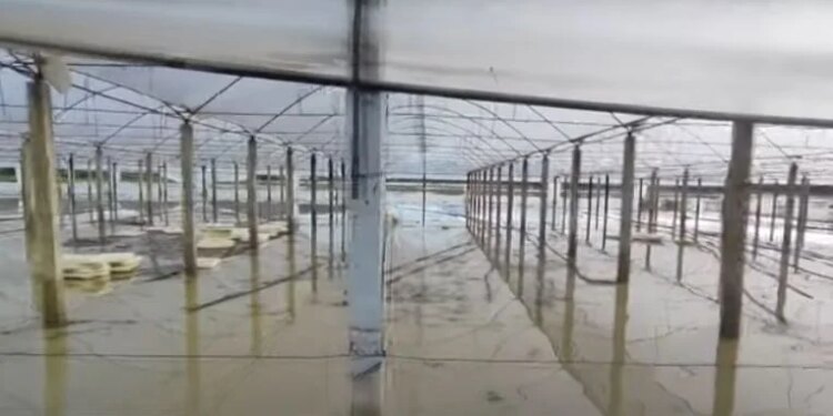 Semani nuk fal as Fierin: Alarm në Zharrëz, përmbytjet shkatërrojnë dhjetëra hektarë me grurë.