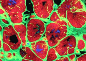 Studimi: Një gjen miqësor për zemrën ndihmon në rikuperimin pas një infarkti kardiak.