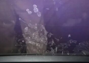 Vajza 2-vjeçare vdes pas shpërthimit në flakë të makinës, babai kishte lënë të voglën brenda ndërsa shihte video për të rritur.