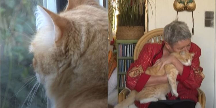 Video/ Ndodh kështu: Një macje në Francë i imponohet arresti shtëpiak. Ja si u arrit në këtë vendim të pazakontë nga gjykata.