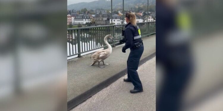 Videoja që po bën bujë në rrjet, policia gjermane "ndalon" një mjellmë në mes të autostradës.