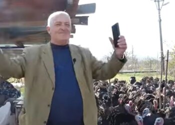 Fermerët nga Baldushku kultivojnë gjelin e detit duke dëgjuar muzikë popullore