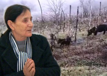 Fiks Fare: Ligji i Shtetit ose "Ligji i Fshatit"? Kryeplaku Lejon Bagëtitë e Lira, Banorët Përballen me Dëmtime në Pronat e Tyre