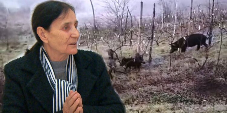 Fiks Fare: Ligji i Shtetit ose "Ligji i Fshatit"? Kryeplaku Lejon Bagëtitë e Lira, Banorët Përballen me Dëmtime në Pronat e Tyre