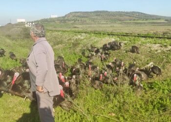 “Gjelat grekë” për festivitetet, importi ul çmimet dhe dëmton fermerët në Lushnjë