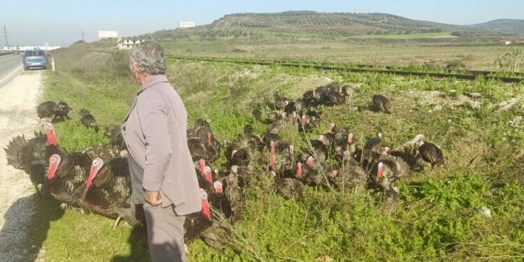 “Gjelat grekë” për festivitetet, importi ul çmimet dhe dëmton fermerët në Lushnjë