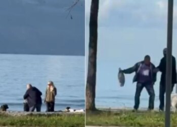 Ngjarje e pazakontë në Vlorë: Një i moshuar sulmohet nga qen endacakë