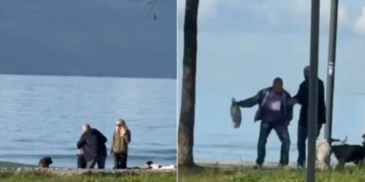 Ngjarje e pazakontë në Vlorë: Një i moshuar sulmohet nga qen endacakë