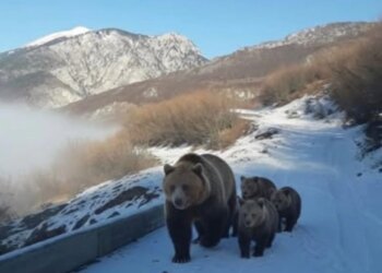 Pamje të pazakonta në Kolesjan të Kukësit: Një banor takon në rrugë një arushë dhe tre këlyshët e saj