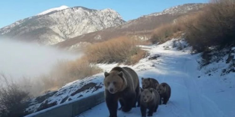 Pamje të pazakonta në Kolesjan të Kukësit: Një banor takon në rrugë një arushë dhe tre këlyshët e saj