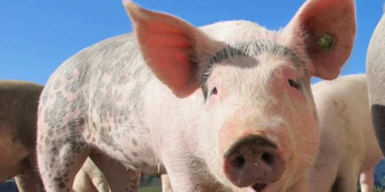 Pas 30 vitesh, ‘ethet afrikane të derrave’ rikthehen në Spanjë, zbulohet origjina e shpërthimit të virusit.