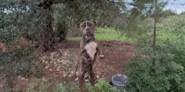 Pitbulli sulmon dhe vret një foshnjë shqiptar 2-vjeçare/ Autoritetet e dërgojnë në strehimin e kafshëve, rreziku për jetën e tij vazhdon...