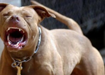 Tragjedi në Greqi: Një qen vret një fëmijë dy vjeçar shqiptar gjatë lojës në oborrin e shtëpisë.