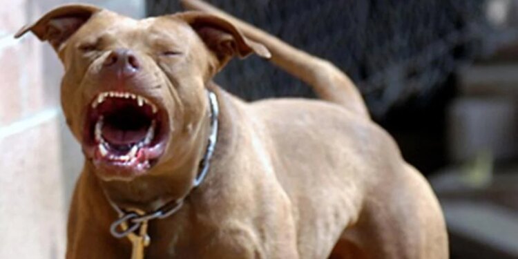 Tragjedi në Greqi: Një qen vret një fëmijë dy vjeçar shqiptar gjatë lojës në oborrin e shtëpisë.