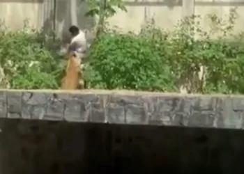 Video: Kafshet e kopshtit zoologjik, një luan sulmon për vdekje një të ri që kalon murin.